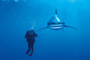 National Geographic by Clementoni 39303 Whitetip Shark Puzzle 1000 pcs. - пъзел съставен от 1000 части 2