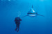 National Geographic by Clementoni 39303 Whitetip Shark Puzzle 1000 pcs. - пъзел съставен от 1000 части 3