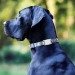 CaseMate Dog Collar Mount for Apple AirTag - силиконов държач за каишки за домашни любимци за Apple AirTag (бял) 8