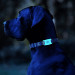 CaseMate Dog Collar Mount for Apple AirTag - силиконов държач за каишки за домашни любимци за Apple AirTag (бял) 7