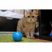Cheerble W1 Interactive Pet Ball - интерактивна топка за домашни любимци (син) 5