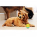 Cheerble W1 Interactive Pet Ball - интерактивна топка за домашни любимци (жълт) 3