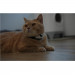 Cheerble KiTiDOT Laser Cat Collar - интерактивна каишка за котки с вграден лазер за игра (черен) 10