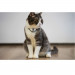 Cheerble KiTiDOT Laser Cat Collar - интерактивна каишка за котки с вграден лазер за игра (черен) 6