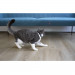Cheerble KiTiDOT Laser Cat Collar - интерактивна каишка за котки с вграден лазер за игра (черен) 7